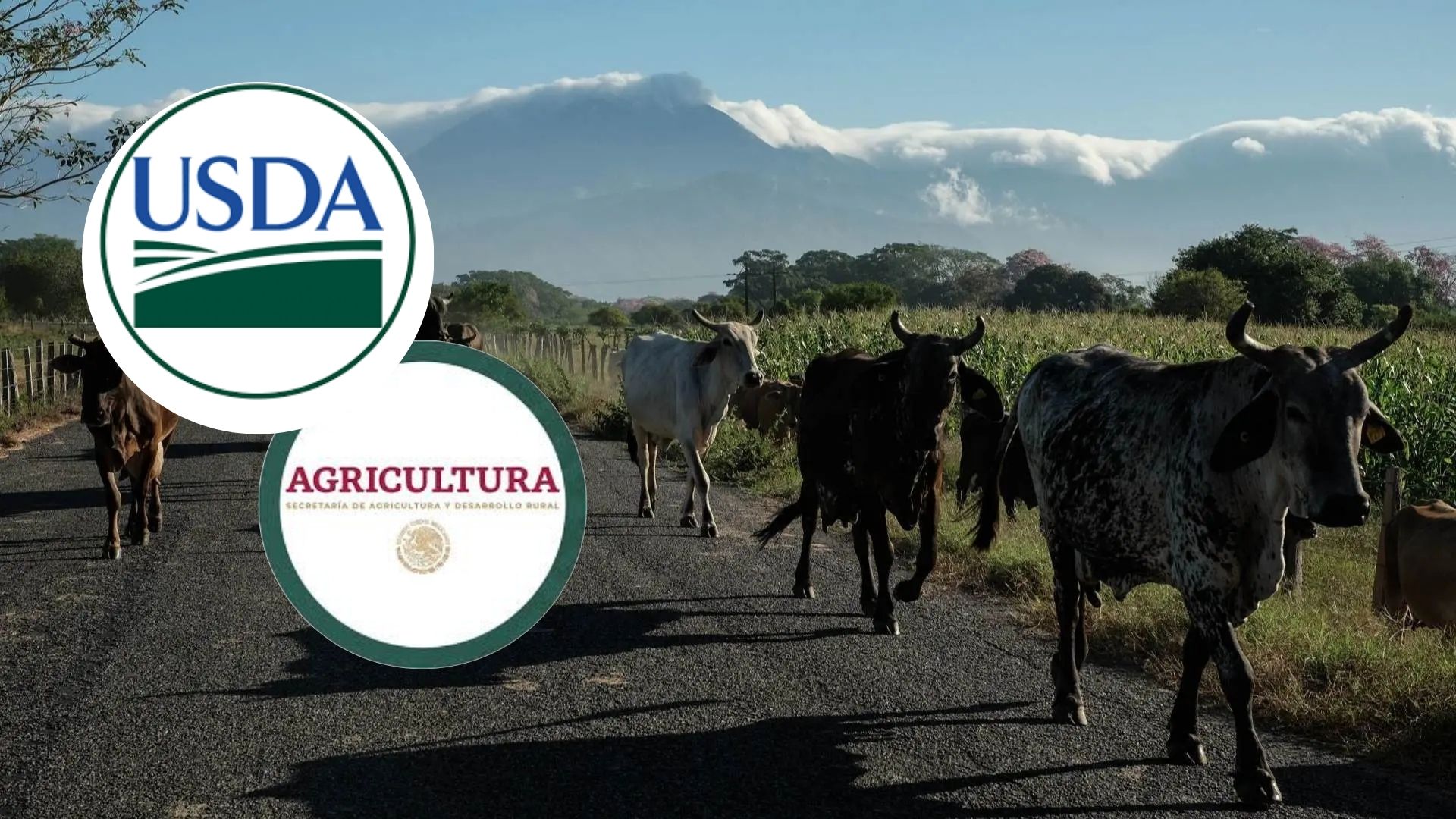 Refuerza México y EE.UU. cooperación para combatir el gusano barrenador del ganado