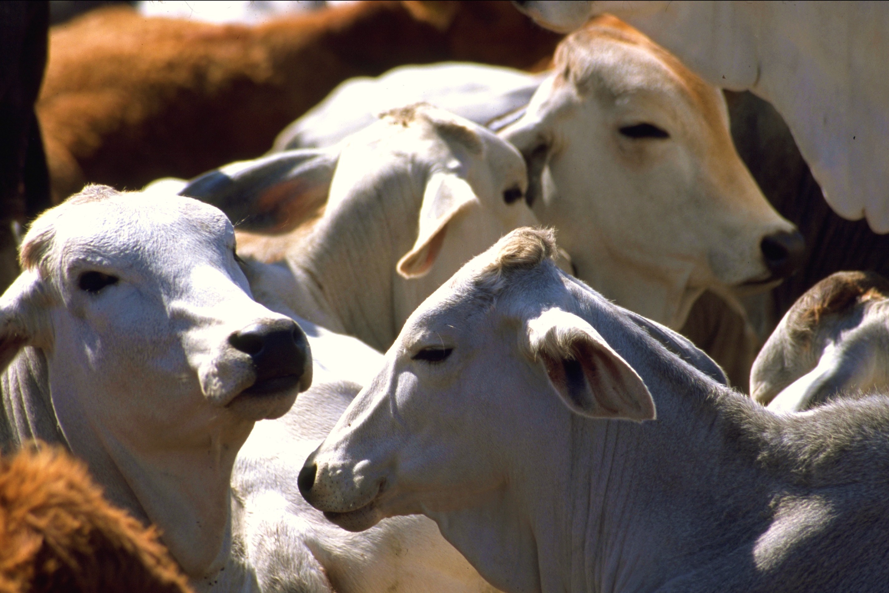 Destina Tamaulipas 120 mdp para erradicar tuberculosis bovina
