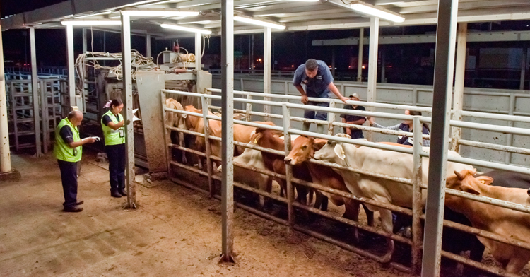 Reporta Secretaría de Agricultura reducción del 57% en casos activos de Gusano Barrenador del Ganado
