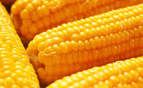 Resuelve conflicto con Estados Unidos el nuevo decreto sobre el maíz amarillo