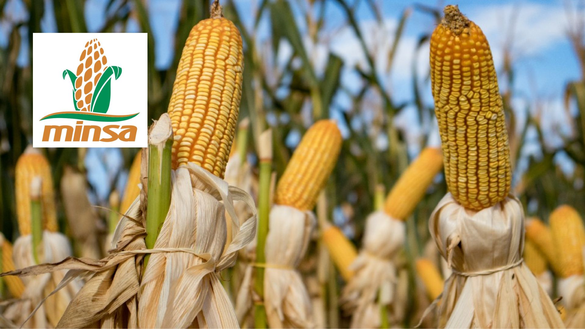 Asegura Minsa que apoya productores con paga de 1000 pesos por tonelada de maíz