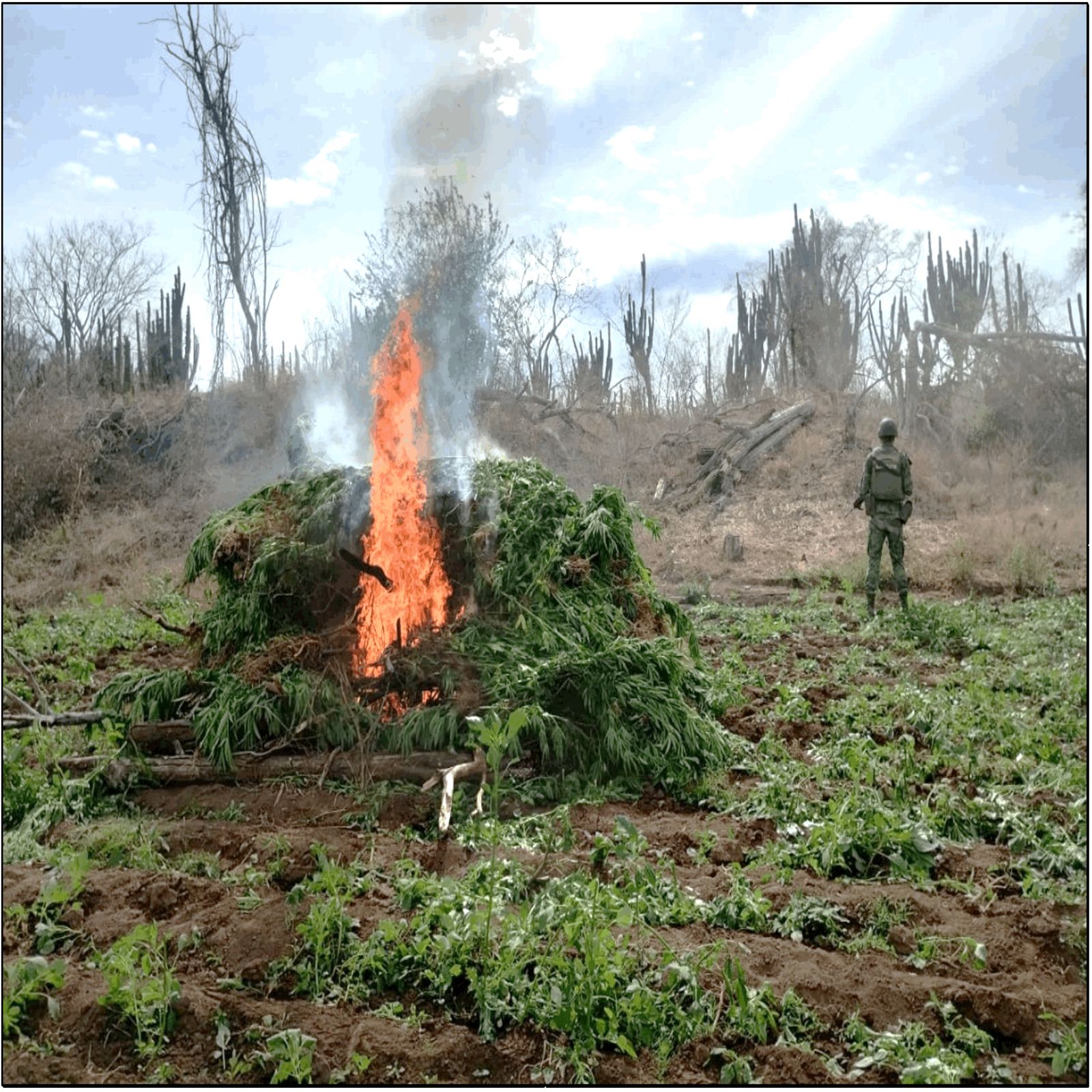 Destrucción de plantíos de droga, golpe de 38 mdp a la delincuencia organizada: Gabinete de Seguridad