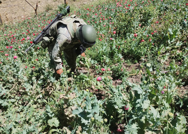 Asegura Gabinete de Seguridad 350 kilos de marihuana en Michoacán; golpe de 1.3 mdp a la delincuencia organizada