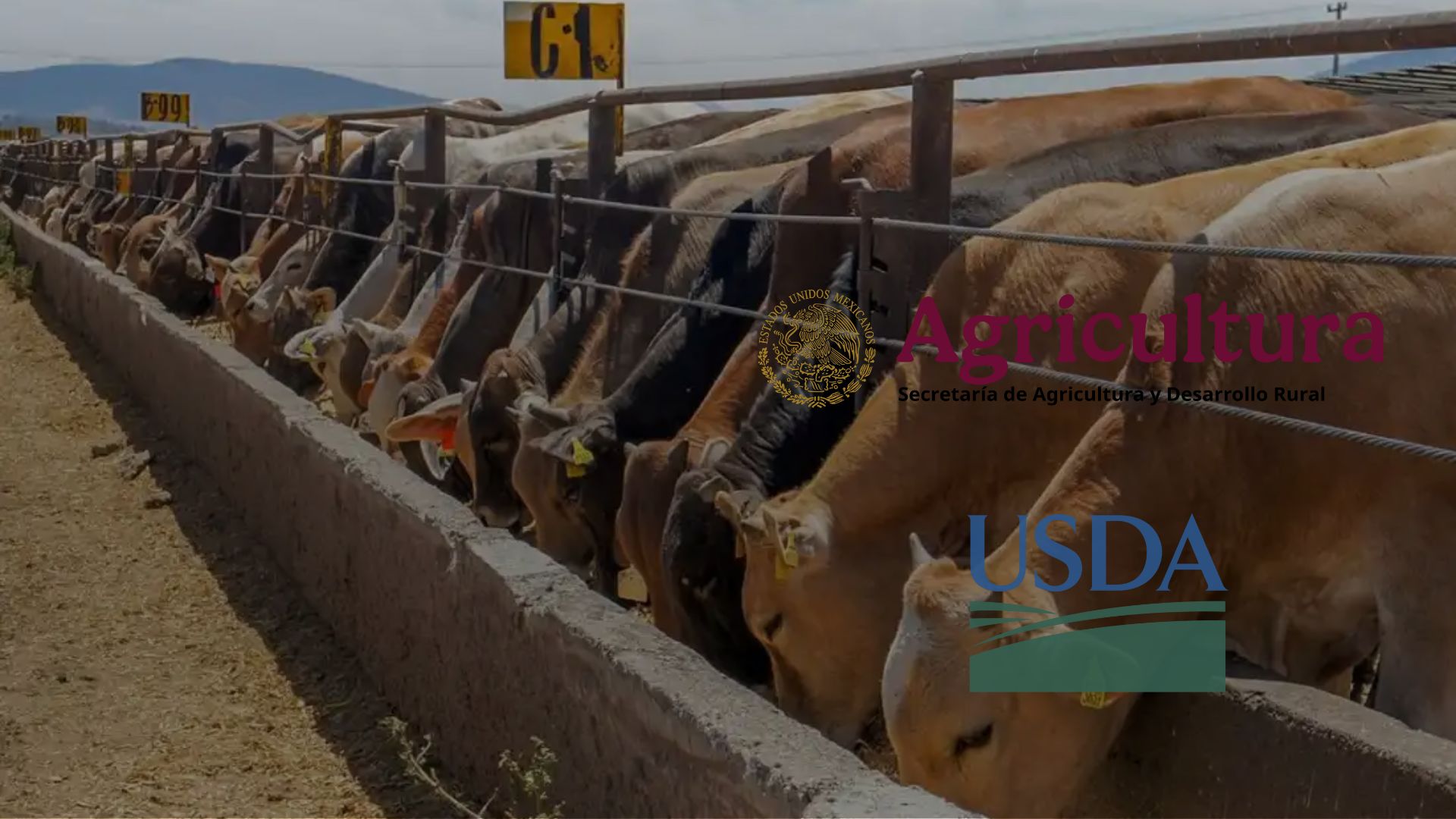 Anuncia EE.UU. reapertura gradual de puertos del sur para comercio de ganado con México