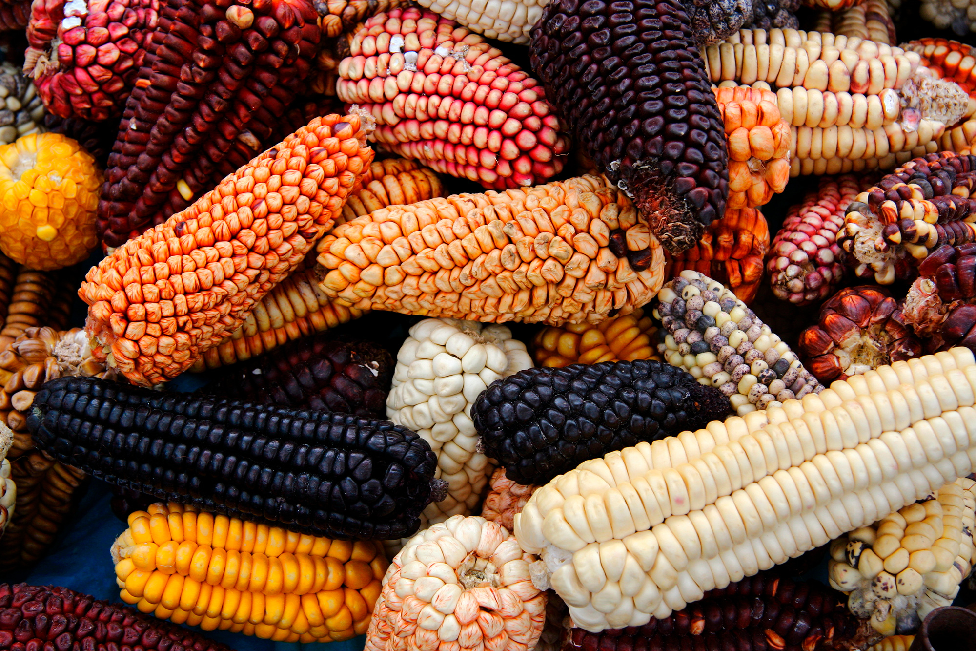 Plan de Soberanía Alimentaria garantizará alimentación suficiente, segura y nutritiva: Julio Berdegué