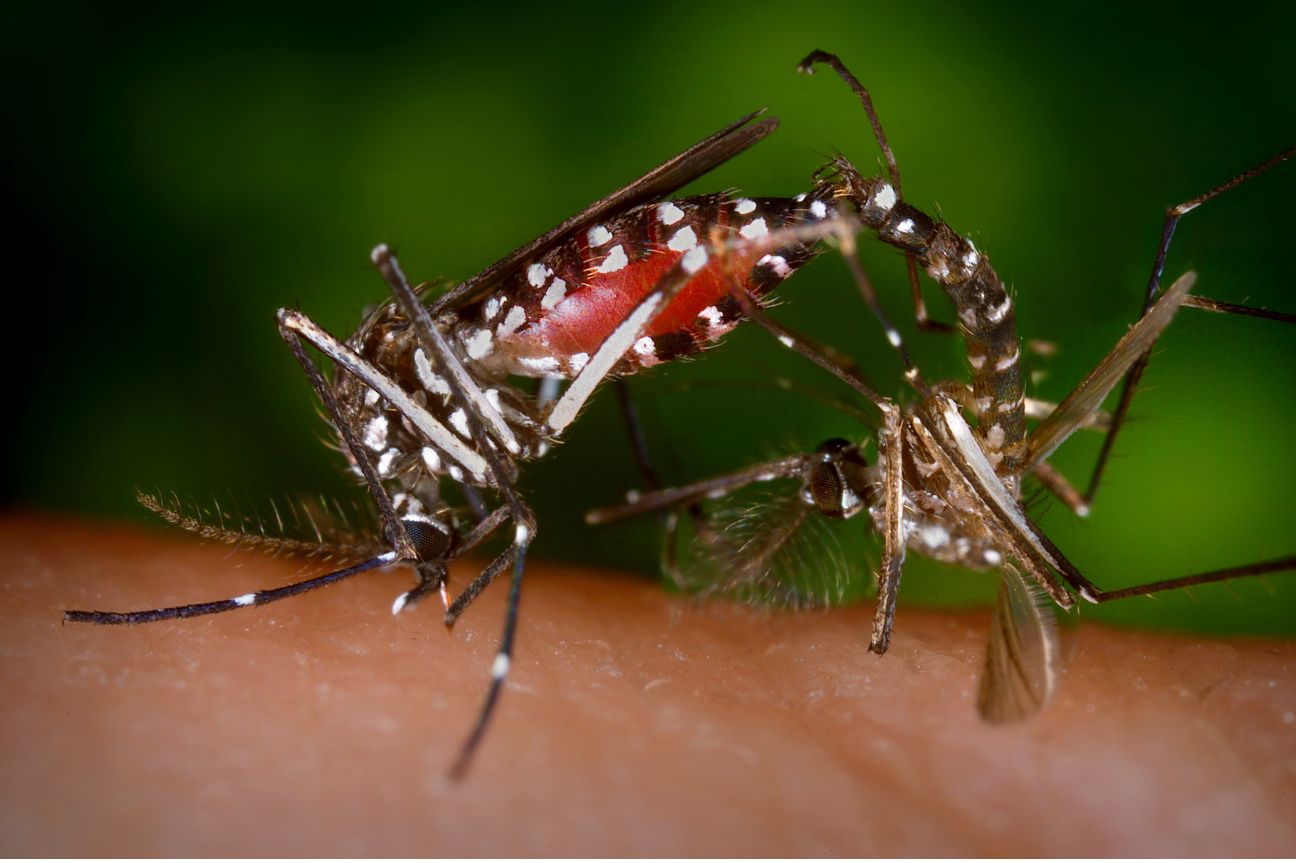 Reporta SSA 41 mil 923 casos de dengue en 2024, Guerrero concentra el 42%