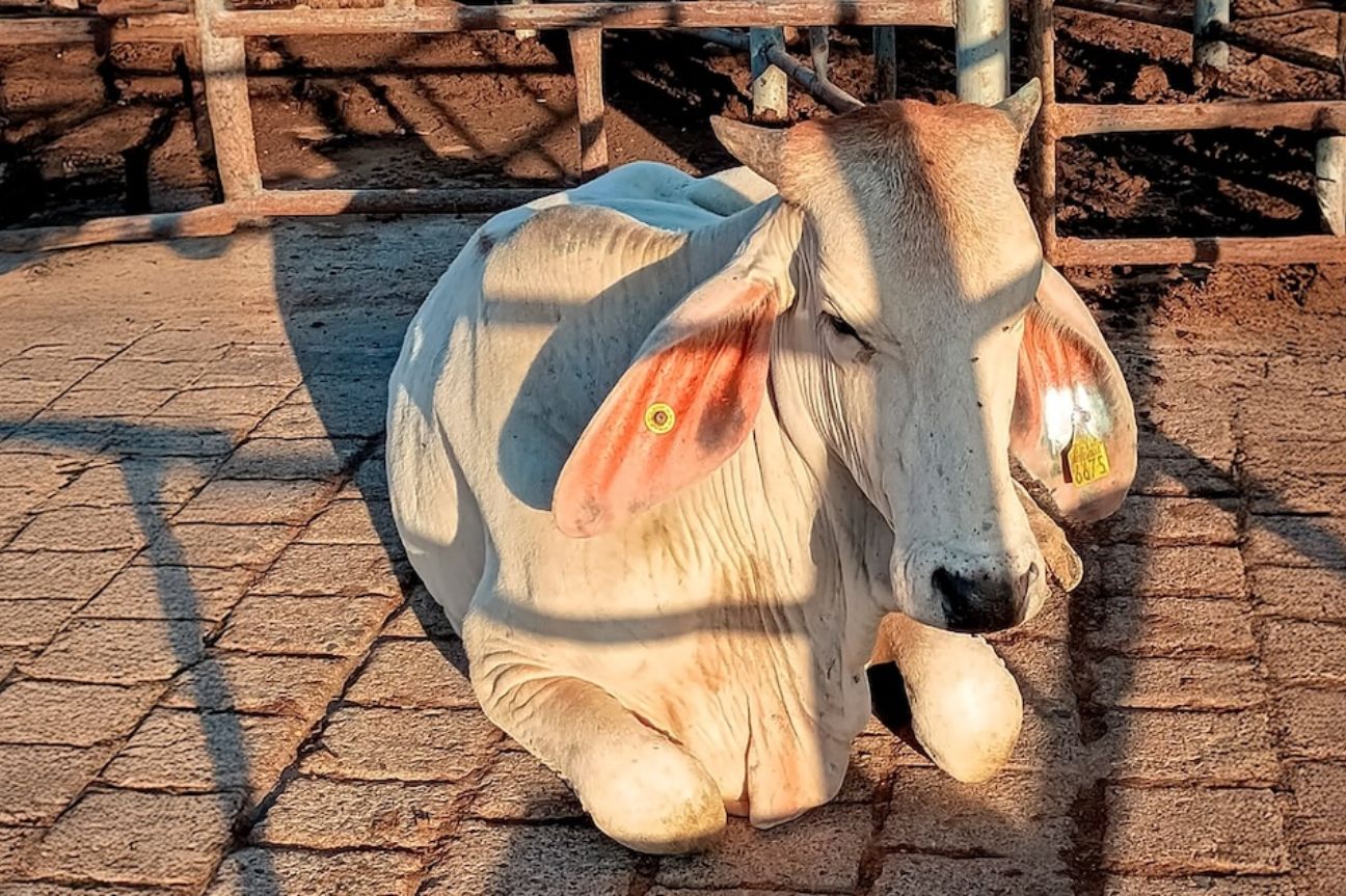 Refuerza Agricultura medidas para controlar la movilización de ganado y contener el gusano barrenador