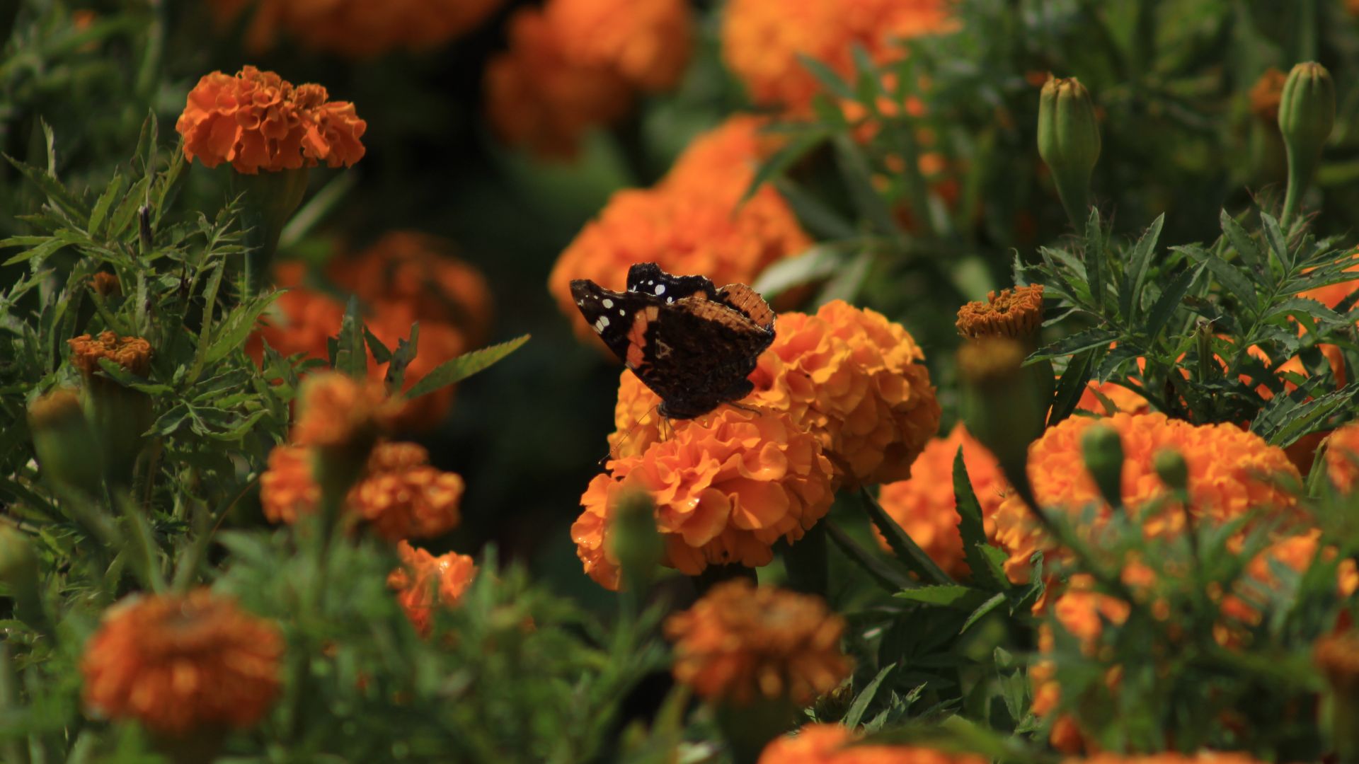 Cempasúchil: camino de luz entre la vida y la muerte