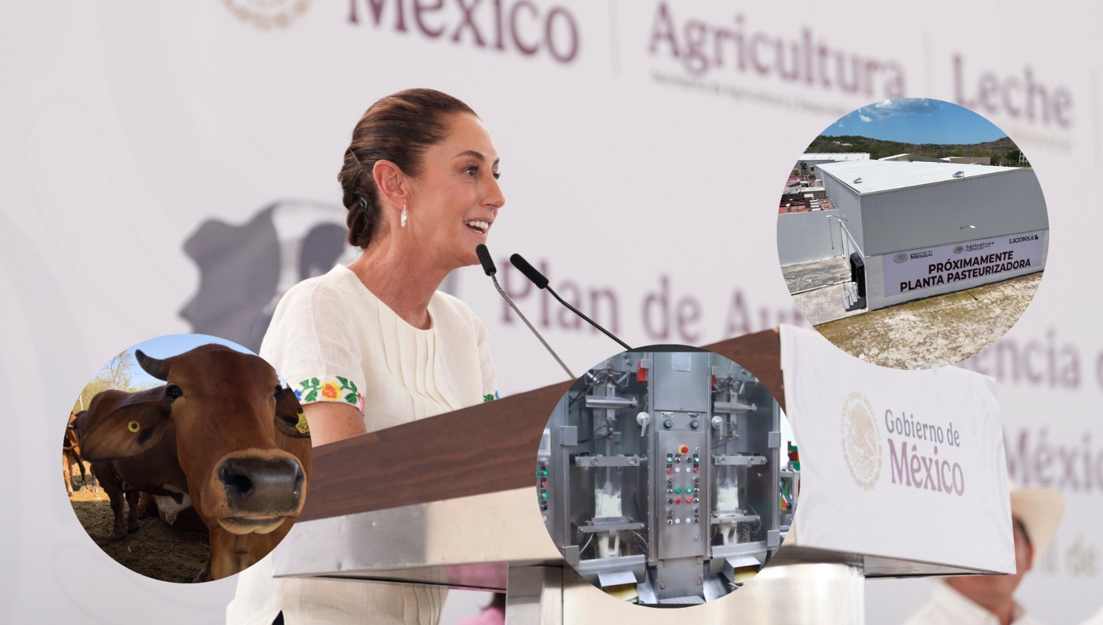 Impulsa la presidenta Claudia Sheinbaum Plan de Autosuficiencia Láctea en Campeche