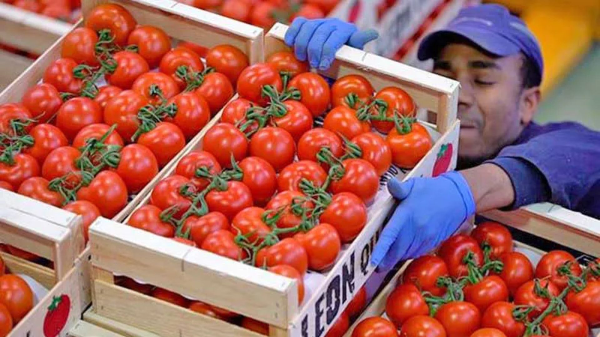 Rechaza Gobierno de México la cuota compensatoria de EE.UU. al tomate mexicano
