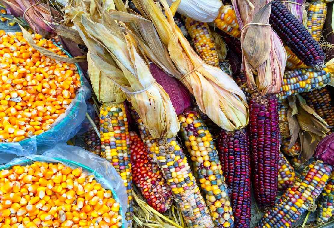 Se suma Canadá a la solicitud de consultas formales por prohibición de maíz transgénico