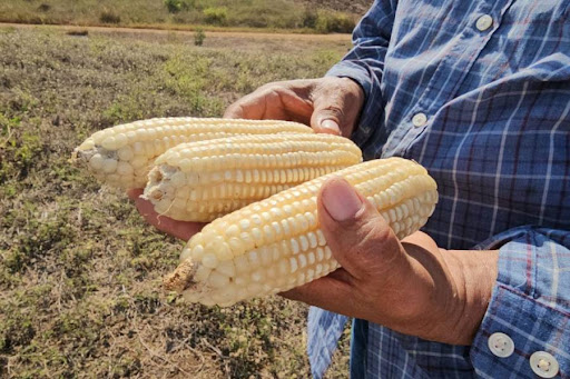 Establece Secretaría de Agricultura un precio de 6,050 pesos por tonelada de maíz blanco en Michoacán, Guanajuato y Jalisco