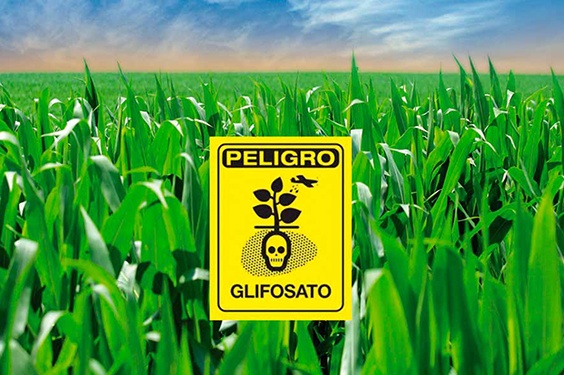 Presionan desde Estados Unidos y el Senado para que México no avance hacia la prohibición del maíz transgénico y el glifosato