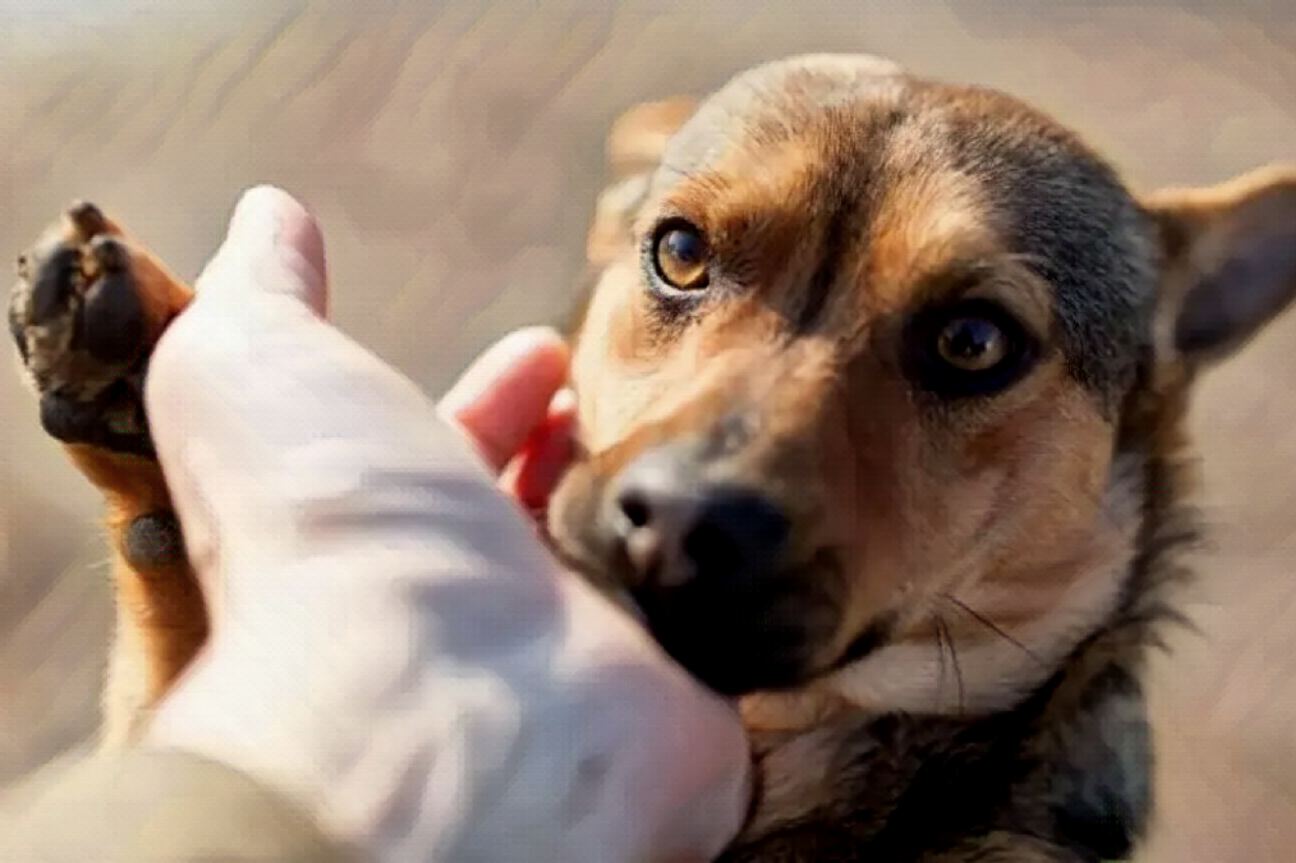 ¿Qué es el maltrato animal?