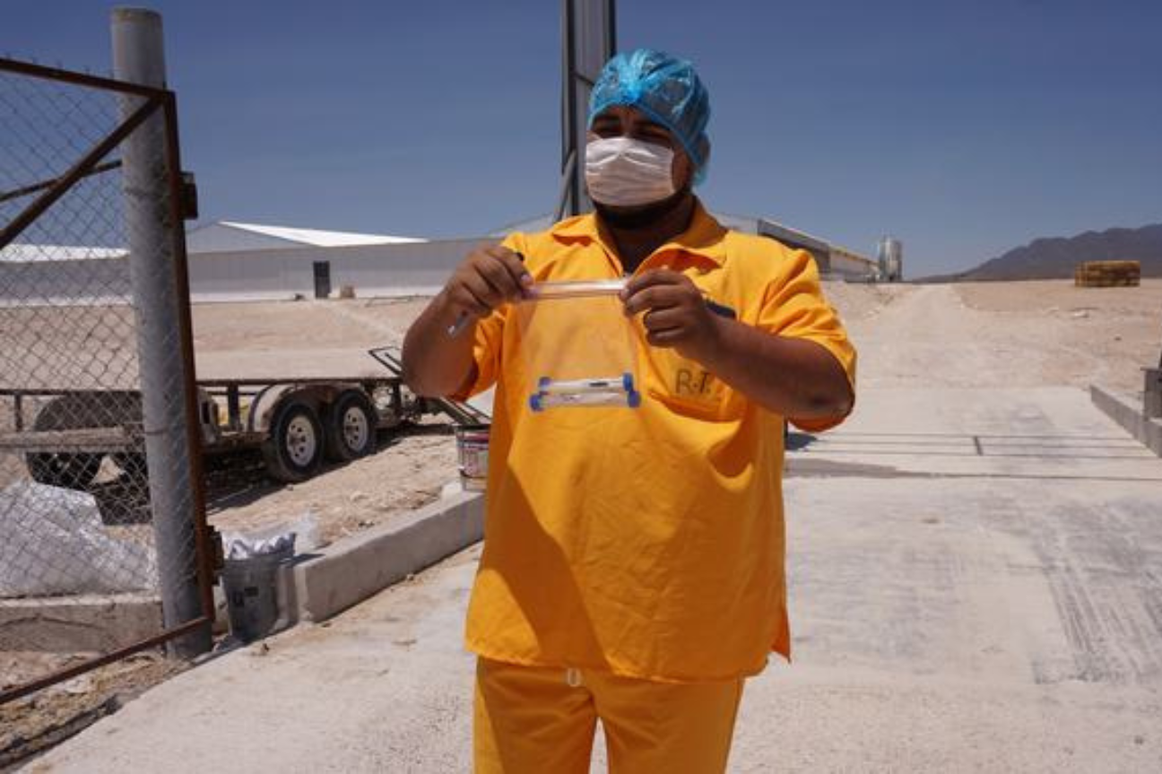Implementa Senasica medidas contraepidémicas para proteger a la producción avícola nacional de la IAAP-AH5N1