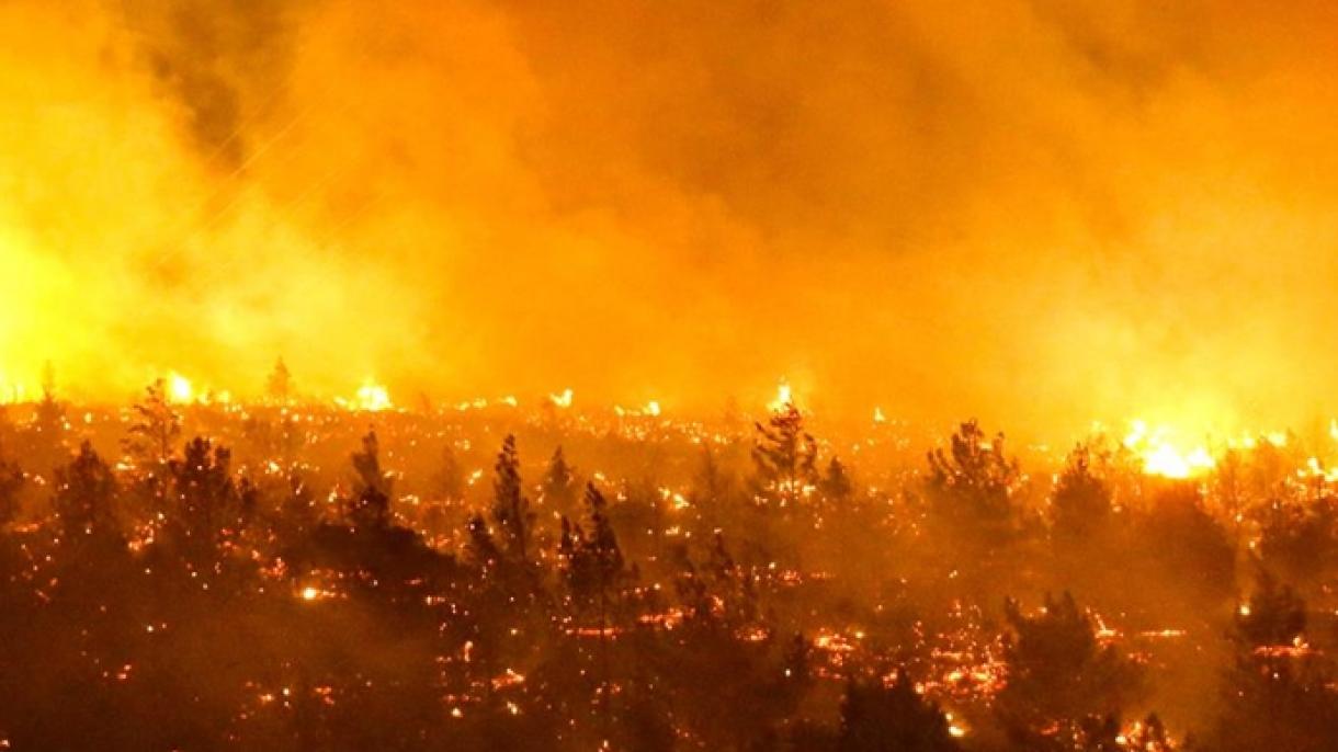 Dejan miles de hectáreas destruidas y 22 muertos incendios forestales en Chile