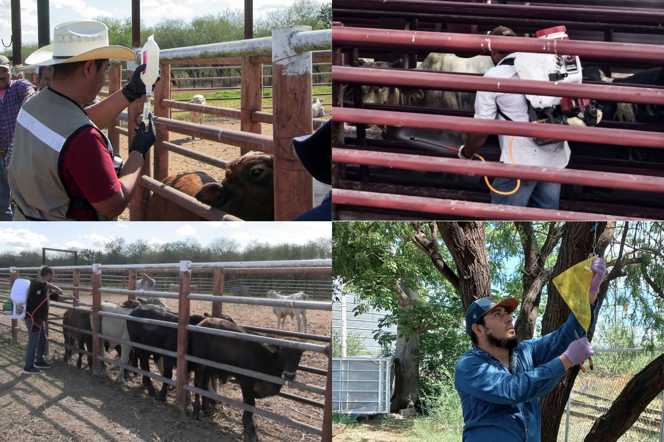 Disminuyen 86% los casos de gusano barrenador en Tamaulipas