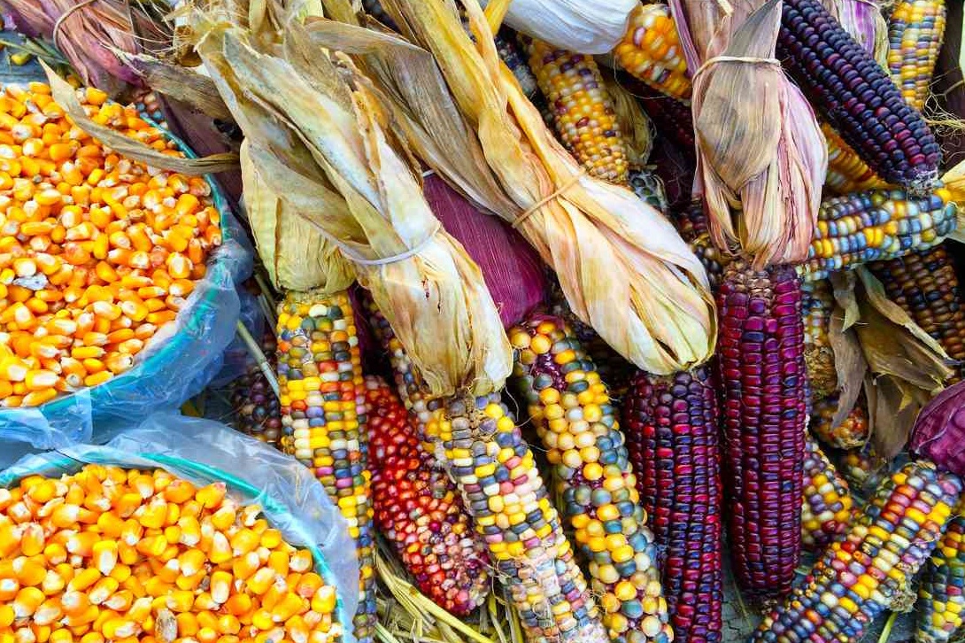 Continúan las presiones de productores estadounidenses contra la prohibición del maíz transgénico en México