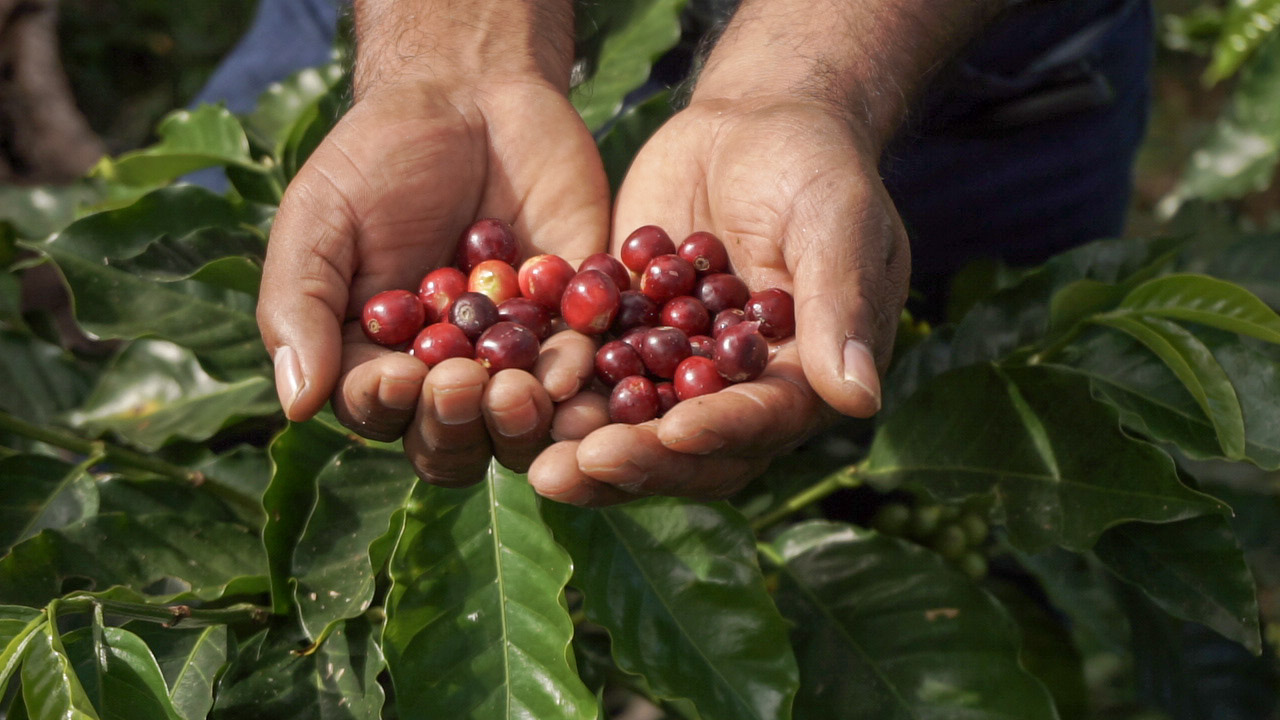 Avanza Ley de Desarrollo Sustentable de la Cafeticultura y promete transformación para 500 mil familias productoras