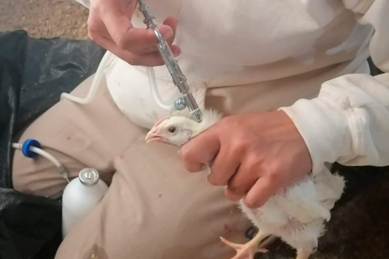 Avanza vacunación de aves contra influenza aviar AH5N1