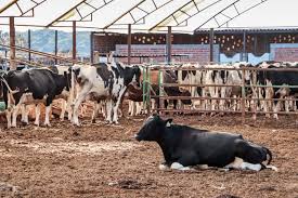 Reforzaron México y Estados Unidos blindaje biológico: hacia la erradicación del gusano barrenador del ganado