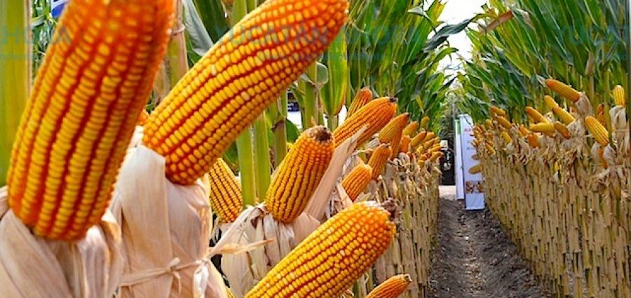 Concuerdan productores estadounidenses con el rechazo de México al maíz modificado