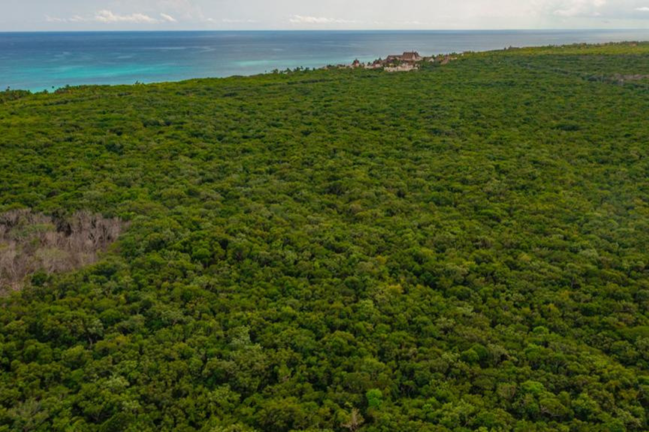 Decretan Reserva Natural Protegida al área conocida como Jaguar en Tulum, Quintana Roo