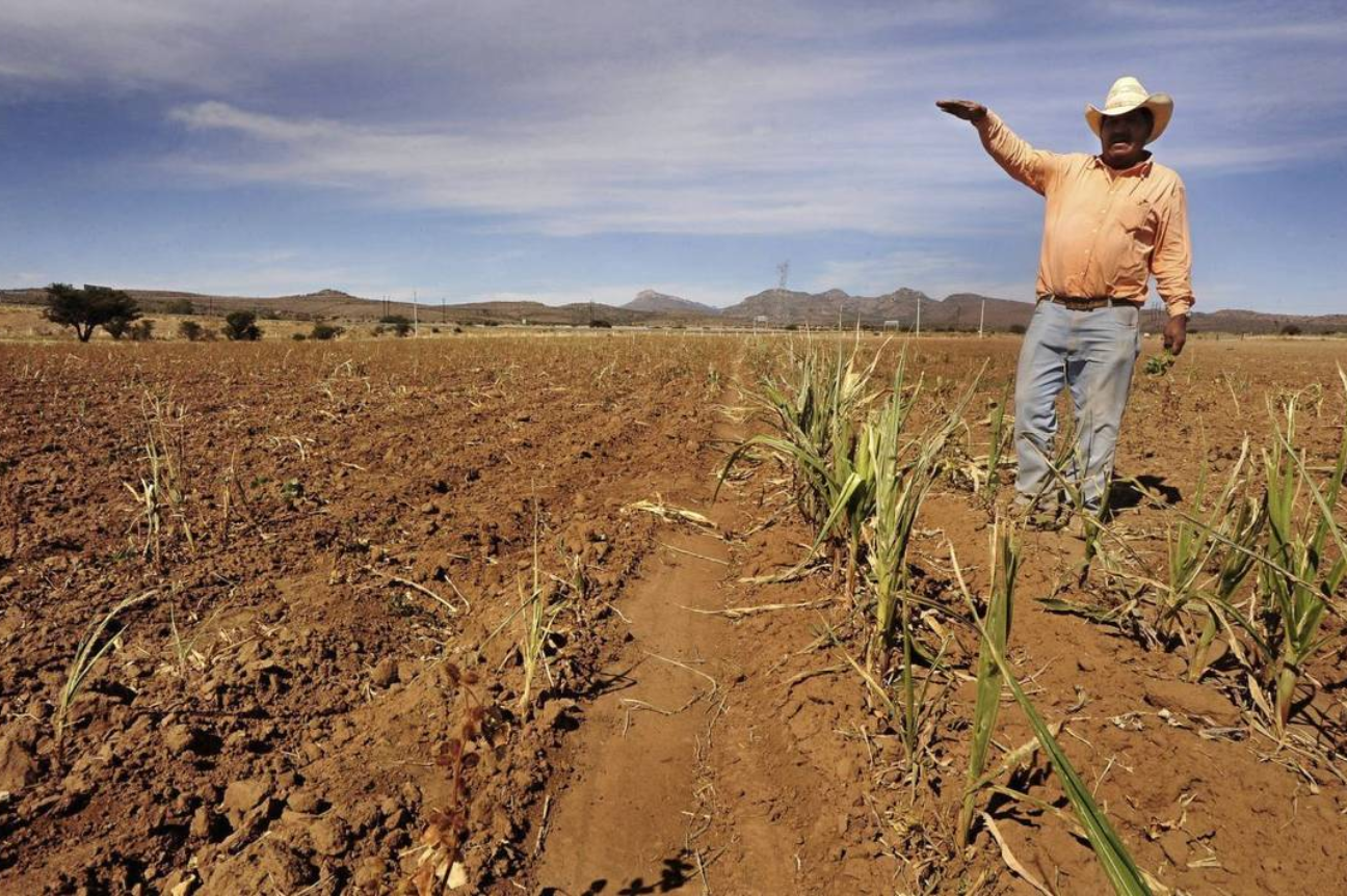 La crisis del frijol, la escasez de agua y los precios de garantía en Zacatecas