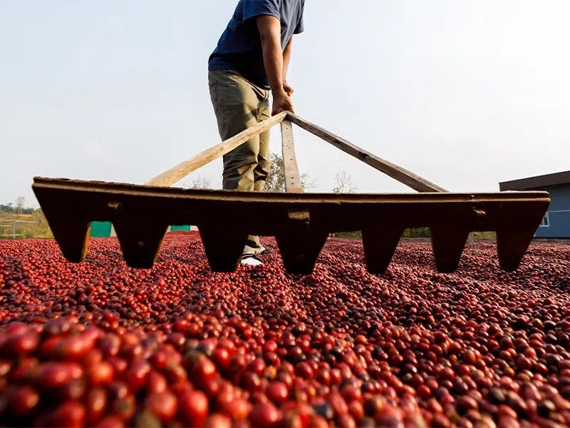 Establece Gobierno de México arancel de 20% al café en cápsula con el fin de impulsar la industria nacional