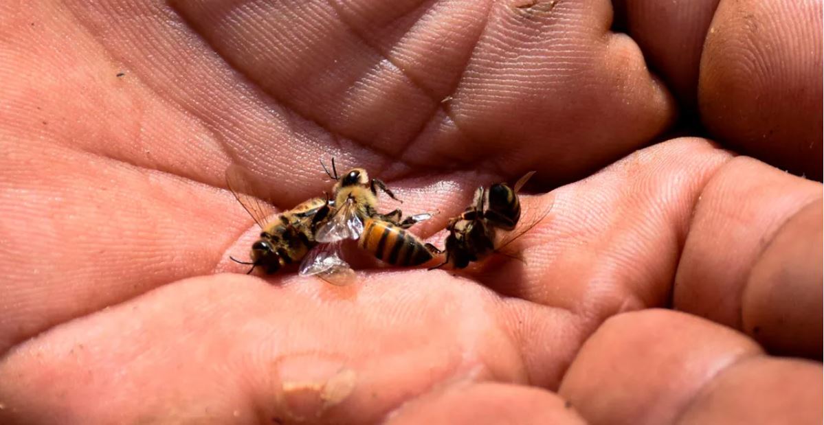 Mueren miles de abejas en Campeche por uso de agroquímicos