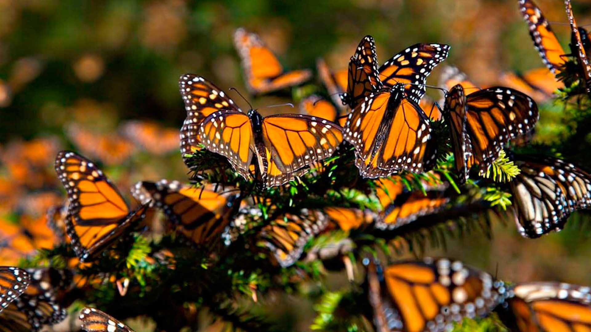 Se duplica presencia de mariposas Monarca en bosques mexicanos