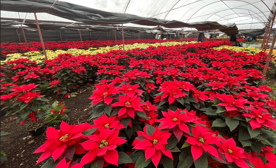 Inicia la venta de flor de nochebuena en Xochimilco