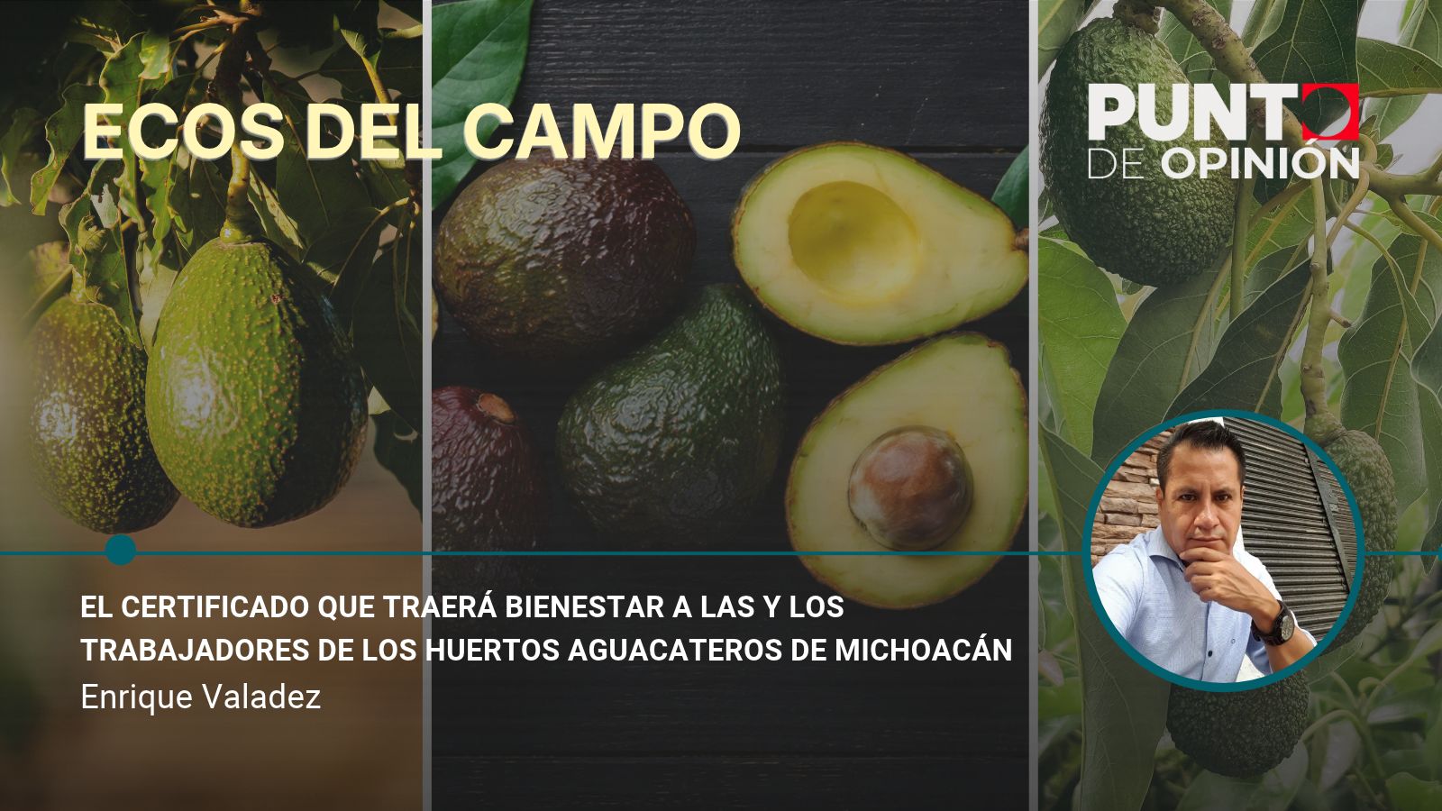 El certificado que traerá bienestar a las y los trabajadores de los huertos aguacateros de Michoacán