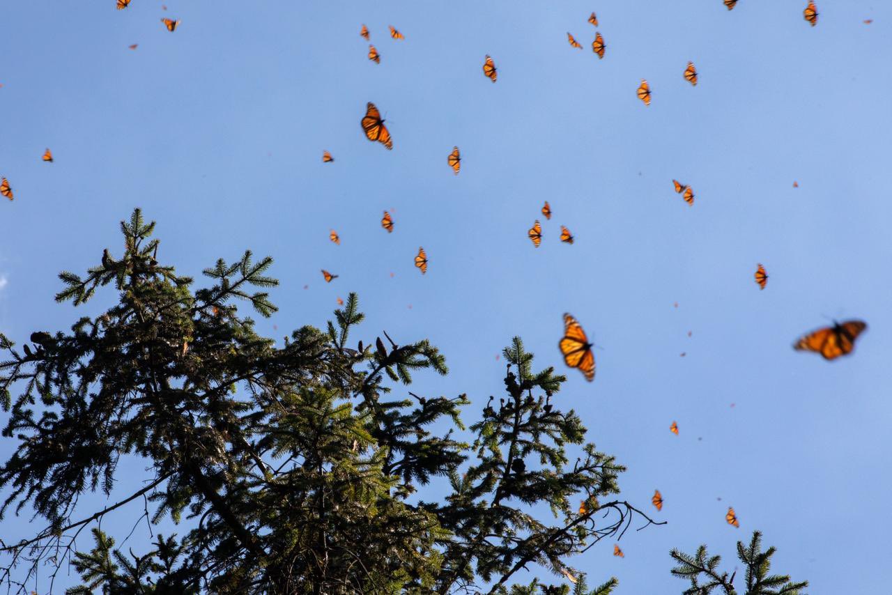 Acompaña Sectur apertura de Santuarios de la Mariposa Monarca en Michoacán