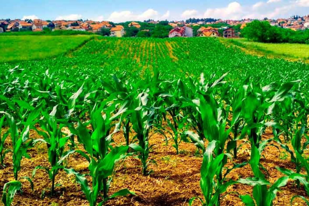Son afectadas más de 11 mil hectáreas de maíz en Sinaloa por el frío.