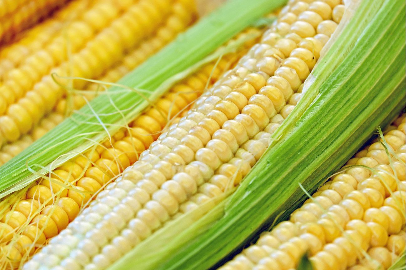 Advierte EU en ir a panel ante el T-MEC por medidas restrictivas del maíz transgénico en México
