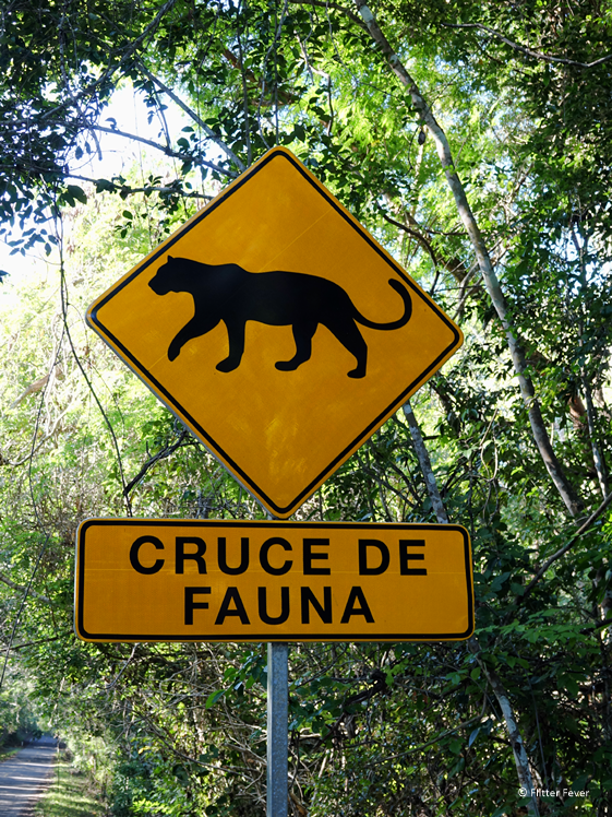 Comparte Calderon fake news sobre atropellamiento de jaguar
