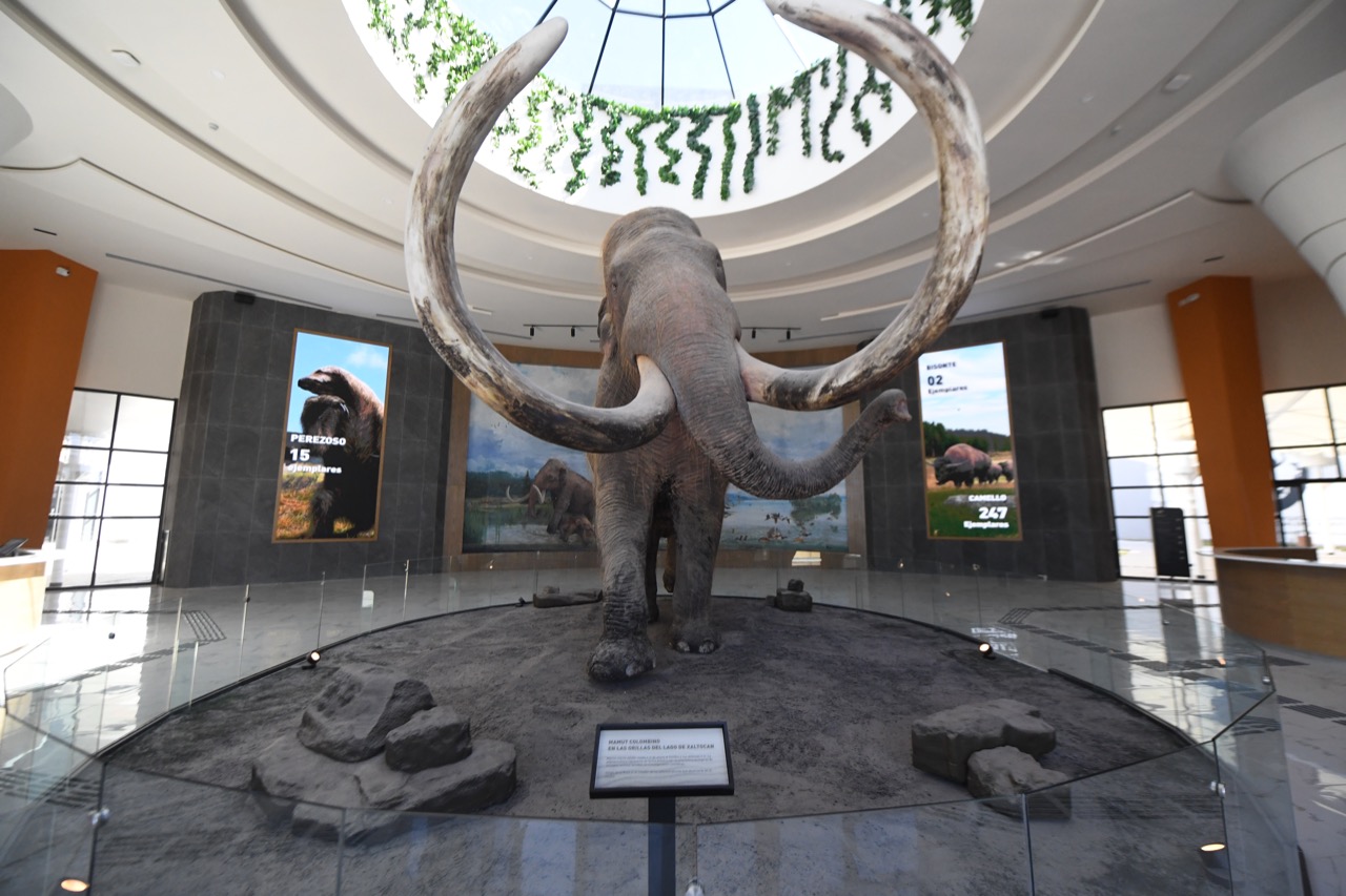 Los hallazgos arqueológicos encontrados durante las excavaciones son exhibidos en el Museo del Mamut “Quinamétzin”, el cual posee la colección más grande en América Latina de restos paleontológicos.
