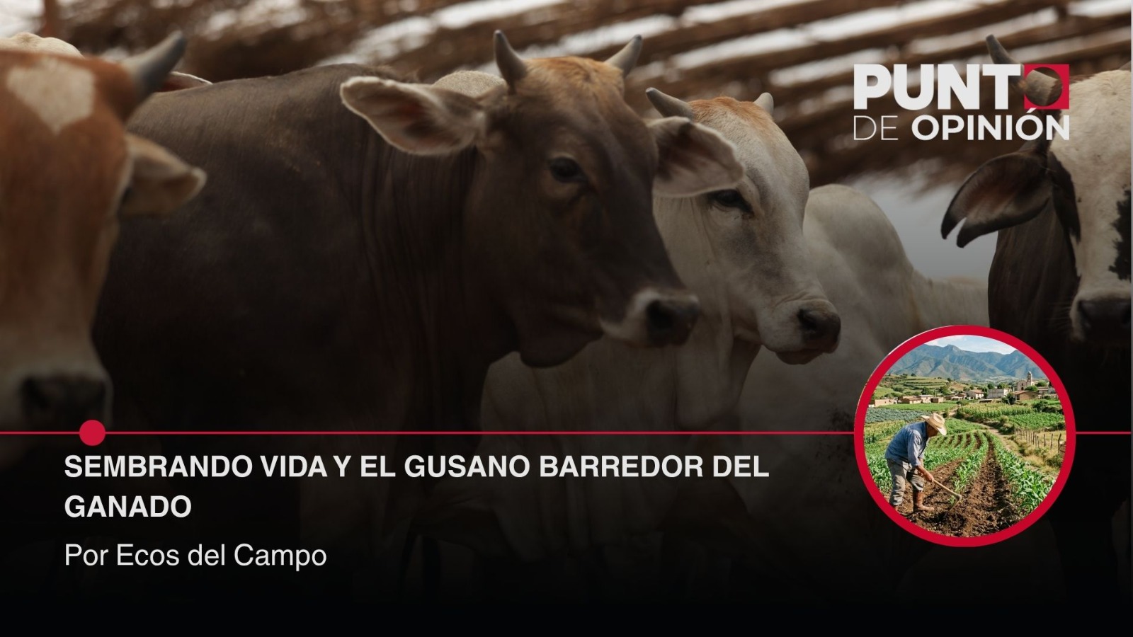 Sembrando Vida y el Gusano Barrenador del Ganado