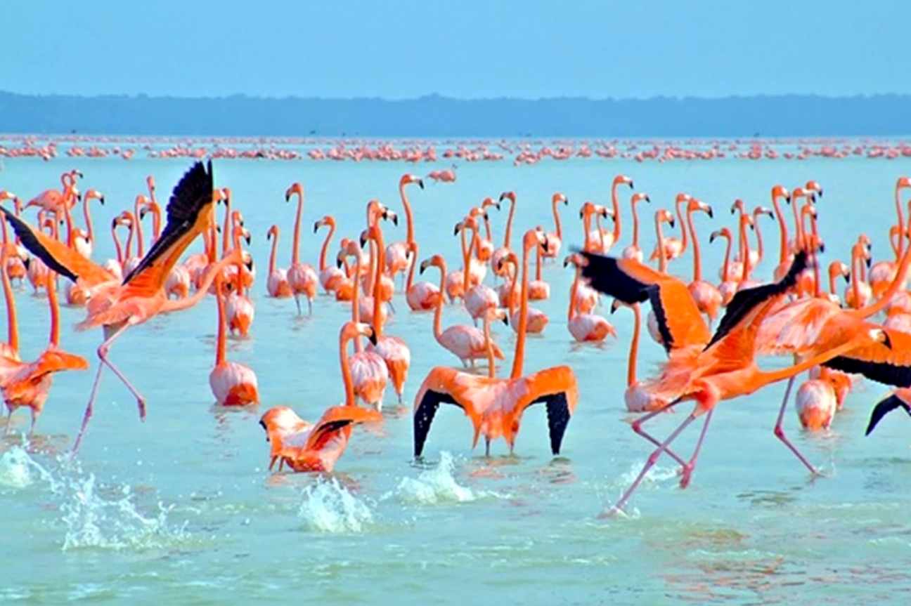 Flamencos en su hábitat natural: Celestún.