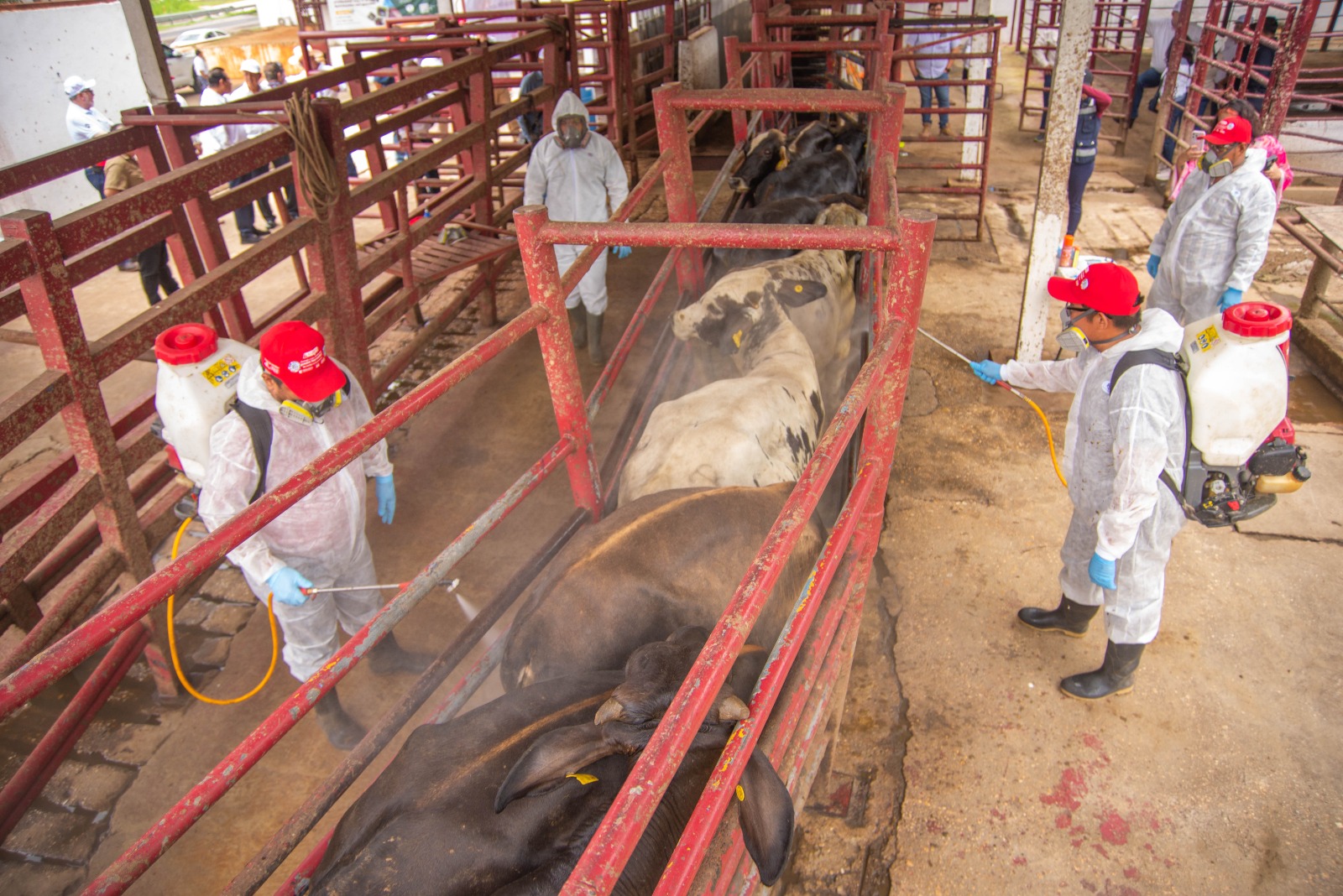 Acuerdan México y Estados Unidos Plan de Acción contra el gusano barrenado; medidas permitirán reanudar la exportación de ganado