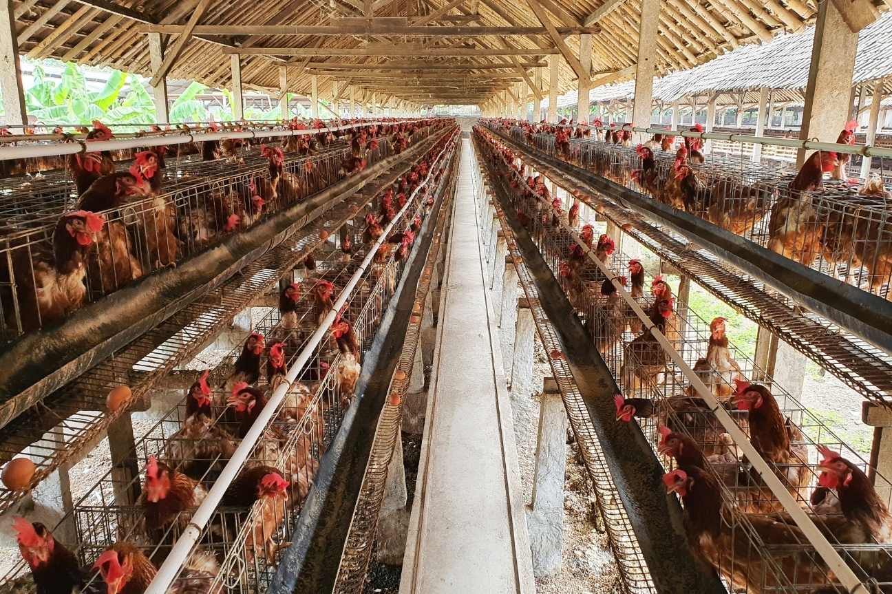 Confirma Senasica influenza aviar AH5N1 en granja de Nuevo León
