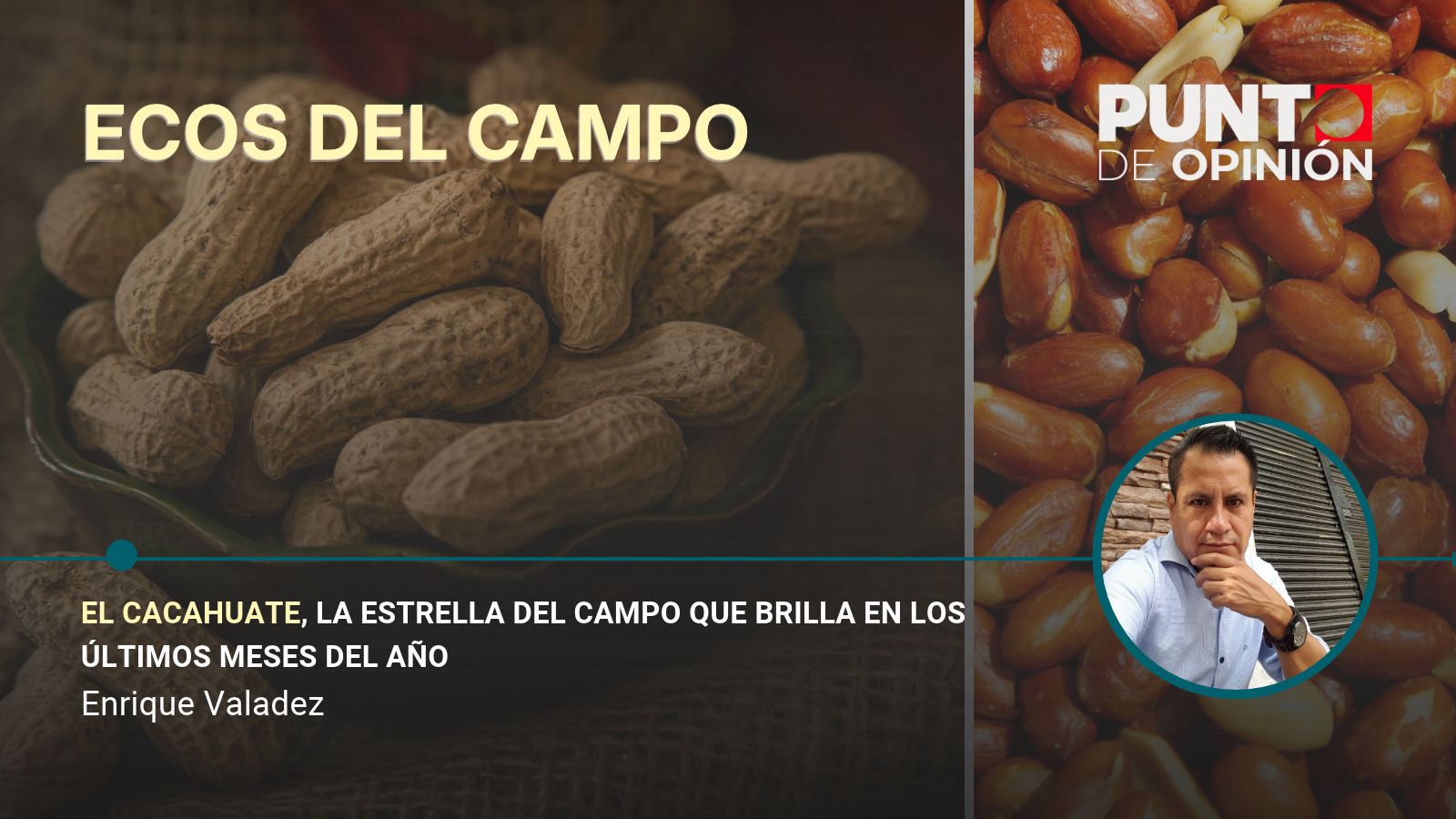 El cacahuate, la estrella del campo que brilla en los últimos meses del año