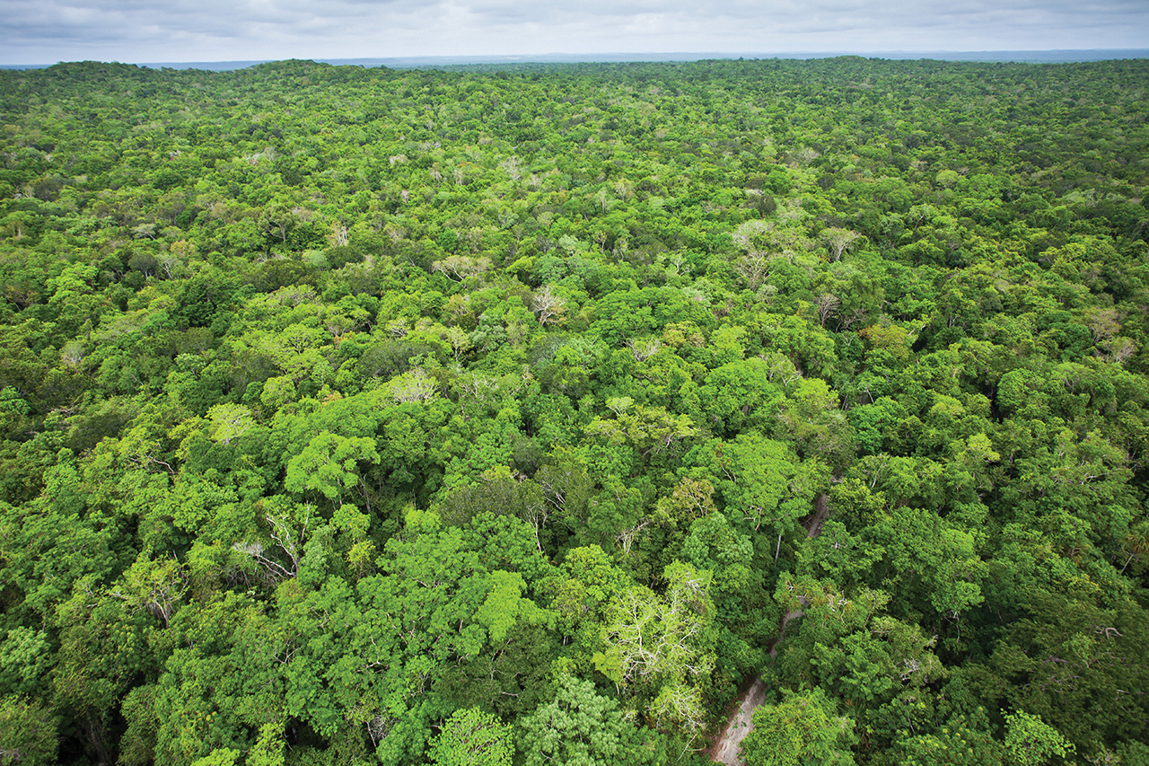 Celebra WWF la Declaración de Calakmul que establece el Corredor Biocultural Gran Selva Maya