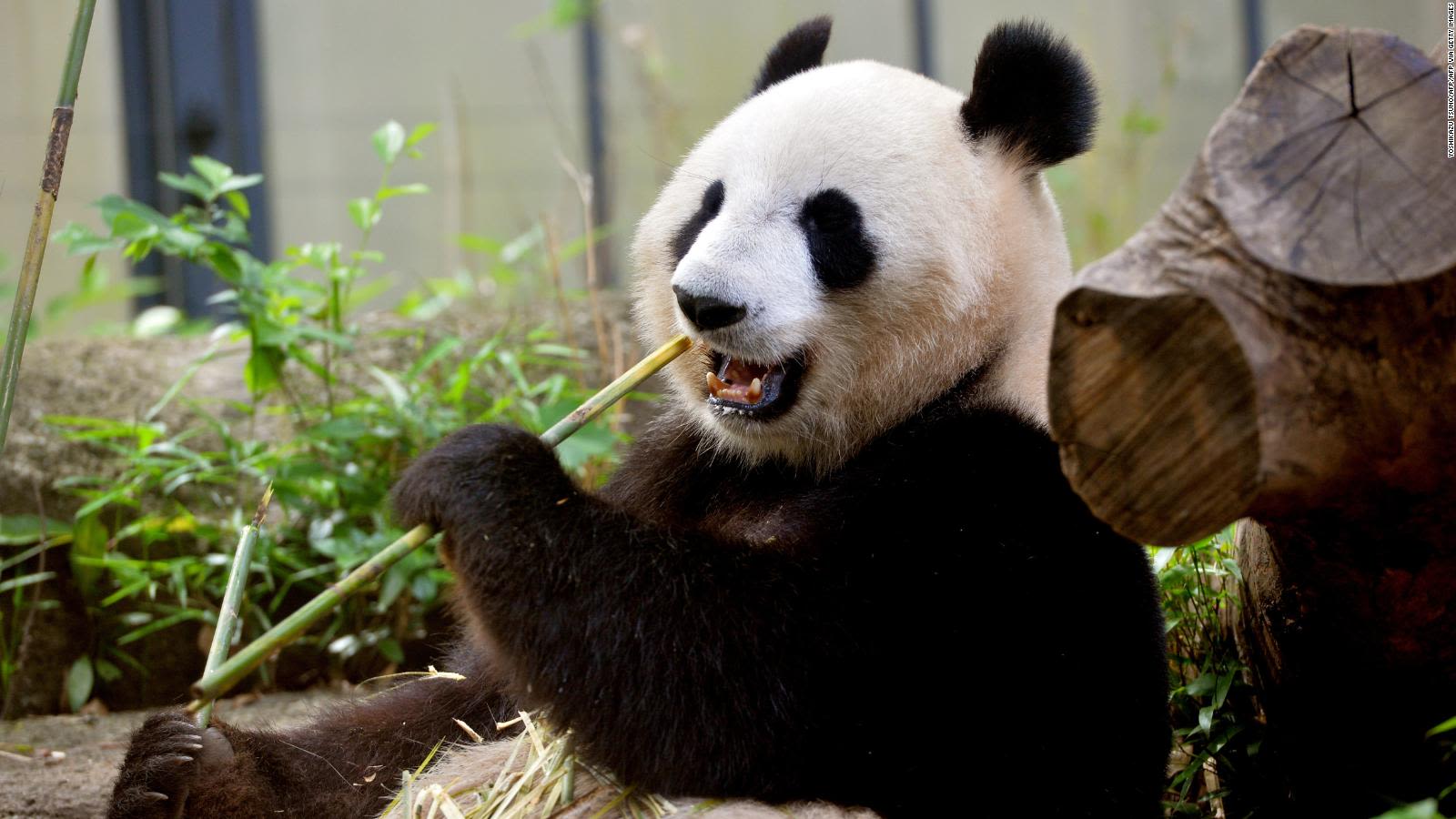 Celebrará Secretaría de Medio Ambiente el cumpleaños 35 de Xin Xin, la única panda gigante de América Latina