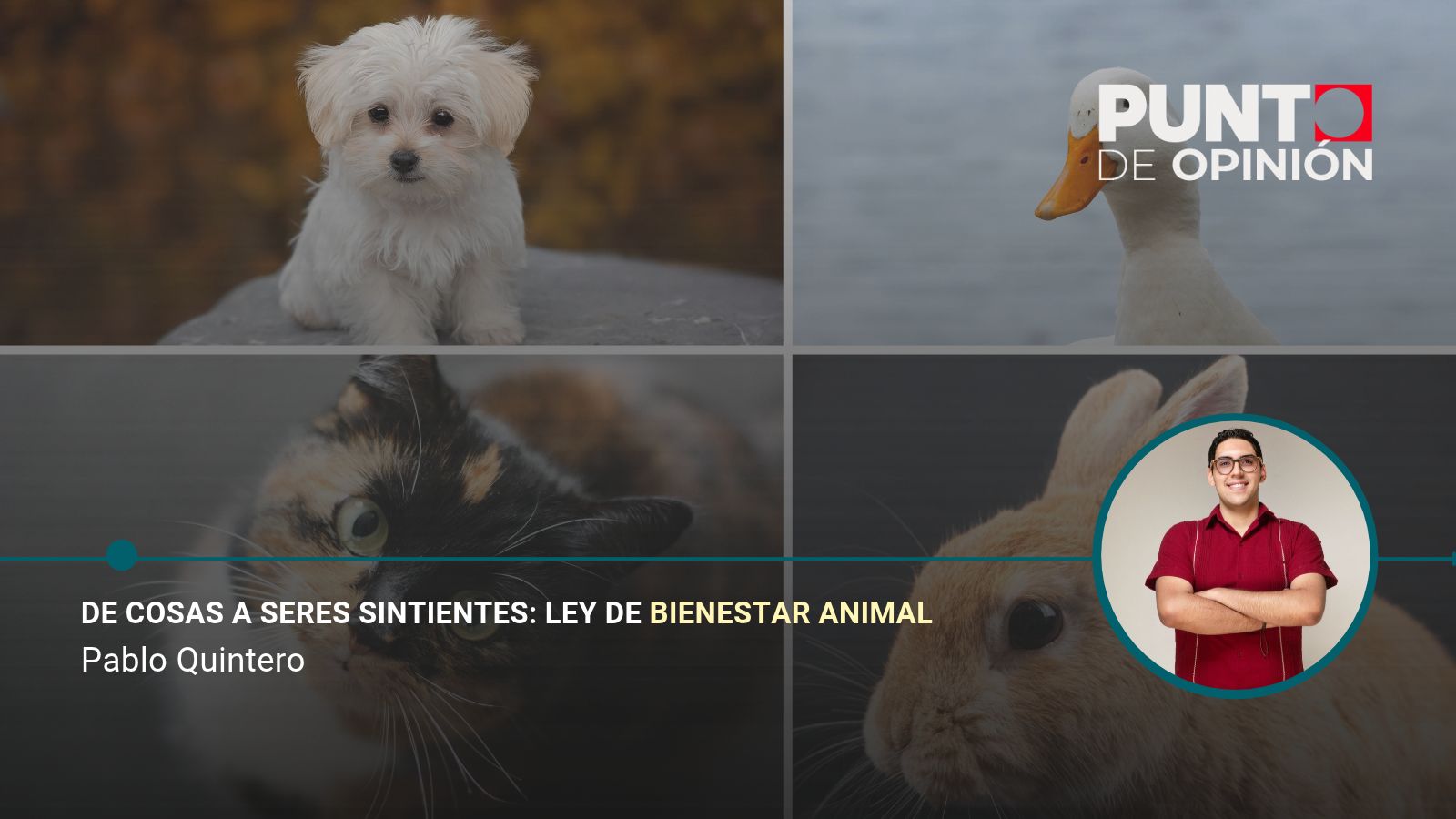 De cosas a seres sintientes: Ley de bienestar animal