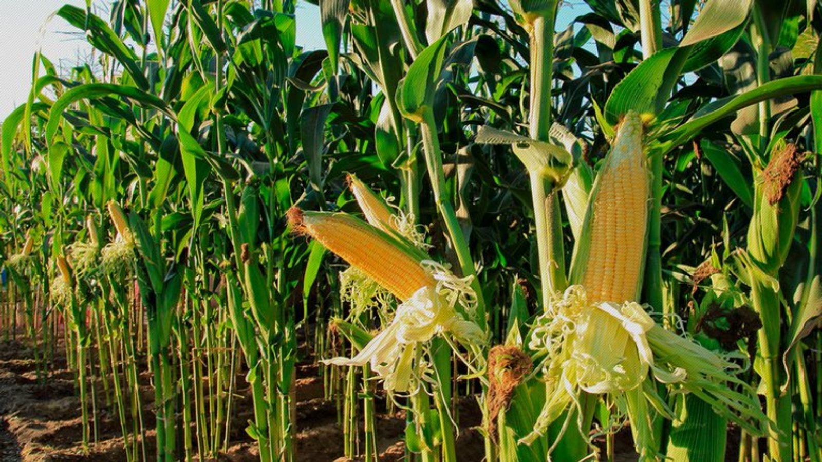 Solicita Estados Unidos solución de controversia al T-MEC por veto al maíz transgénico